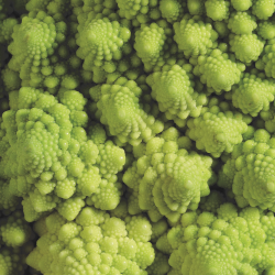 Col romanesco